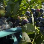 Blaubeeren können jeden Frost überstehen: Der Gärtner verrät die wichtigsten