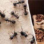 Insekten vergessen den Weg in Ihre Wohnung: ein bewährtes Mittel gegen Ameisen Insekten vergessen den Weg in Ihre Wohnung: ein bewährtes Mittel