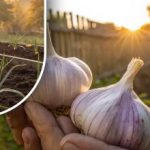 Knoblauch wird so groß wie Ihre Faust: ein einfacher Schritt im August, der Ihre Ernte verändern wird Knoblauch wird so groß wie Ihre Faust: ein einfacher Schritt