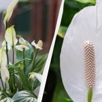 Spathiphyllum blüht jahrelang, wenn man sie im Herbst nicht an der gleichen Stelle stehen lässt Spathiphyllum blüht jahrelang, wenn man sie im Herbst nicht an