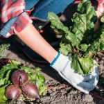 Was man nicht im Gemüsegarten anbauen sollte: Gärtner nannten 5